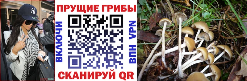 Галлюциногенные грибы GOLDEN TEACHER продажа наркотиков Когалым